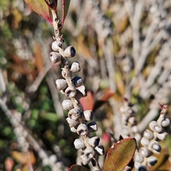 Callistemon pallidus at Cotter River, ACT - 20 Jun 2025 by BethanyDunne
