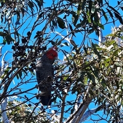 Callocephalon fimbriatum (Gang-gang Cockatoo) at Cotter River, ACT - 20 Jun 2025 by BethanyDunne