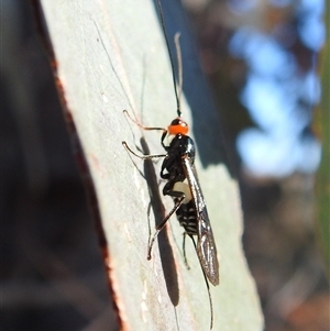 Braconidae (family) at Kambah, ACT - Today by HelenCross