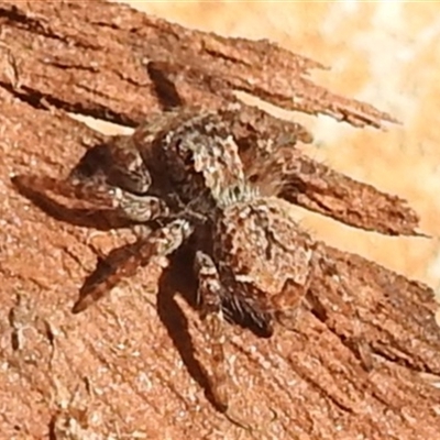 Servaea incana (Hoary Servaea) at Kambah, ACT - 20 Jun 2025 by HelenCross