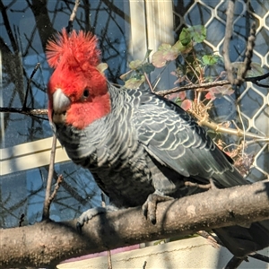 Callocephalon fimbriatum (Gang-gang Cockatoo) at Garran, ACT - Yesterday by HelenCross