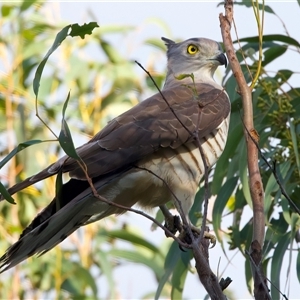 Aviceda subcristata (Pacific Baza) at Toowong, QLD - 19 Jun 2025 by jb2602