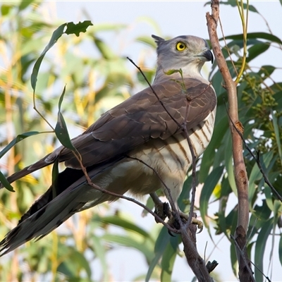Aviceda subcristata (Pacific Baza) at Toowong, QLD - Yesterday by jb2602