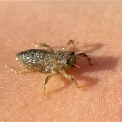 Nemobiinae sp. (sub-family) at Forde, ACT - 20 Jun 2025 by davidcunninghamwildlife
