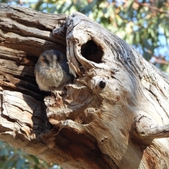 Aegotheles cristatus (Australian Owlet-nightjar) at Chapman, ACT - 20 Jun 2025 by LineMarie
