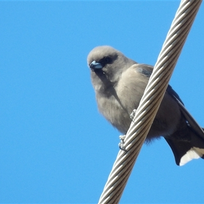 Artamus cyanopterus (Dusky Woodswallow) at Kingston, ACT - 20 Jun 2025 by MatthewFrawley