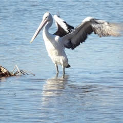 Pelecanus conspicillatus at Fyshwick, ACT - 20 Jun 2025 by MatthewFrawley