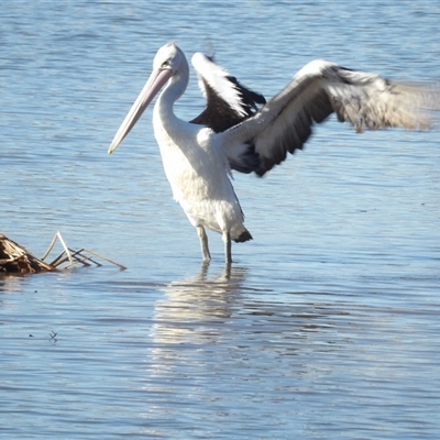 Pelecanus conspicillatus at Fyshwick, ACT - 20 Jun 2025 by MatthewFrawley