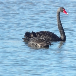 Cygnus atratus at Fyshwick, ACT - Yesterday by MatthewFrawley