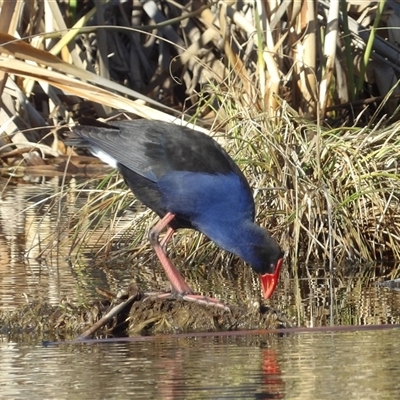 Porphyrio melanotus at Fyshwick, ACT - 20 Jun 2025 by MatthewFrawley