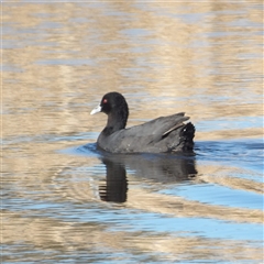 Fulica atra at Fyshwick, ACT - 20 Jun 2025 by MatthewFrawley