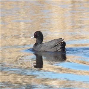 Fulica atra at Fyshwick, ACT - Yesterday by MatthewFrawley