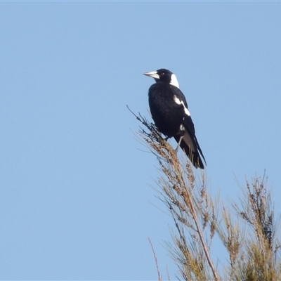 Gymnorhina tibicen (Australian Magpie) at Fyshwick, ACT - 20 Jun 2025 by MatthewFrawley
