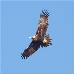 Aquila audax (Wedge-tailed Eagle) at Fyshwick, ACT - 20 Jun 2025 by MatthewFrawley