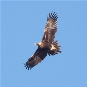 Aquila audax at Fyshwick, ACT - Yesterday by MatthewFrawley