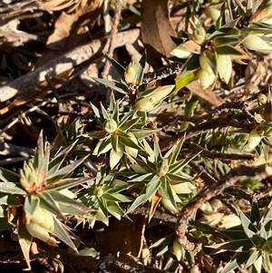 Melichrus urceolatus (Urn Heath) at Cook, ACT - Yesterday by Jennybach