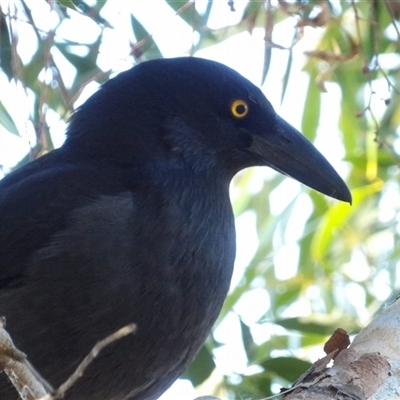 Strepera graculina (Pied Currawong) at Fyshwick, ACT - 20 Jun 2025 by MatthewFrawley