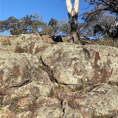Cheilanthes (genus) (Rock Fern) at Cook, ACT - 20 Jun 2025 by Jennybach