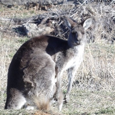 Macropus giganteus (Eastern Grey Kangaroo) at Fyshwick, ACT - 20 Jun 2025 by MatthewFrawley