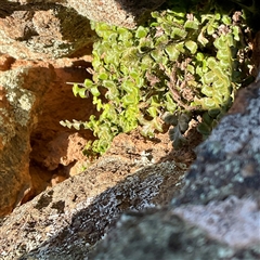 Asplenium subglandulosum (Blanket Fern) at Cook, ACT - 20 Jun 2025 by Jennybach