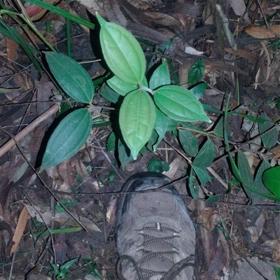 Rhodamnia rubescens at Hydes Creek, NSW - Yesterday by NJ