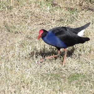 Porphyrio melanotus at Fyshwick, ACT - Yesterday by MatthewFrawley