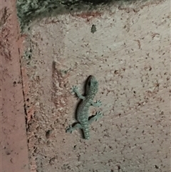 Christinus marmoratus (Southern Marbled Gecko) at Crowther, NSW - 20 Jun 2025 by Frecko