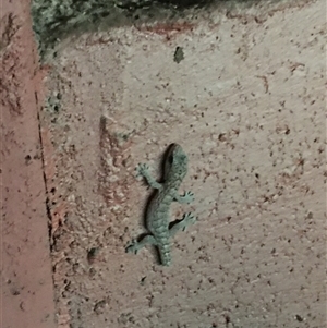 Christinus marmoratus (Southern Marbled Gecko) at Crowther, NSW - Yesterday by Frecko