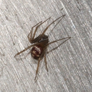 Steatoda sp. (genus) at Freshwater Creek, VIC - 3 Jun 2025 by WendyEM