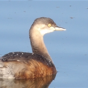 Tachybaptus novaehollandiae at Fyshwick, ACT - Yesterday by MatthewFrawley