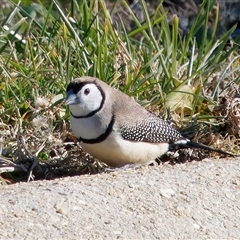 Stizoptera bichenovii (Double-barred Finch) at Symonston, ACT - 20 Jun 2025 by RomanSoroka
