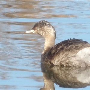 Poliocephalus poliocephalus at Fyshwick, ACT - Yesterday by MatthewFrawley