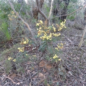 Acacia terminalis at Katoomba, NSW - 19 Jun 2025 by DavidDedenczuk