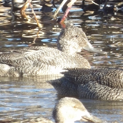 Stictonetta naevosa (Freckled Duck) at Fyshwick, ACT - 20 Jun 2025 by MatthewFrawley