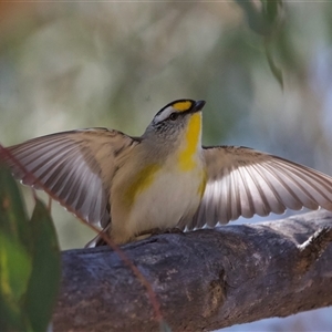 Pardalotus striatus (Striated Pardalote) at Acton, ACT - 20 Sep 2022 by Pirom