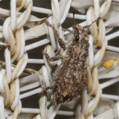 Floresianus sordidus at Freshwater Creek, VIC - 5 Jun 2025 03:03 PM