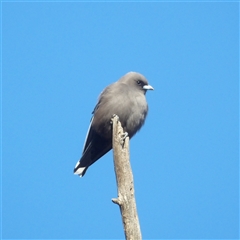 Artamus cyanopterus (Dusky Woodswallow) at Fyshwick, ACT - 20 Jun 2025 by MatthewFrawley