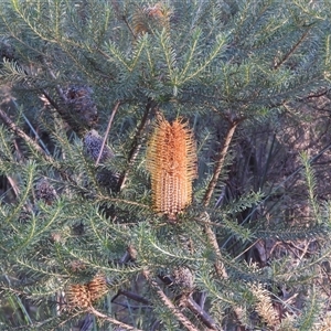 Banksia ericifolia at Katoomba, NSW - 19 Jun 2025 by DavidDedenczuk