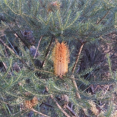 Banksia ericifolia at Katoomba, NSW - 19 Jun 2025 by DavidDedenczuk