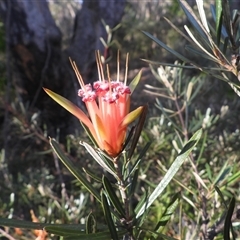 Lambertia formosa (Mountain Devil) at Katoomba, NSW - 19 Jun 2025 by DavidDedenczuk