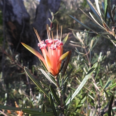 Lambertia formosa (Mountain Devil) at Katoomba, NSW - 19 Jun 2025 by DavidDedenczuk