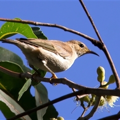 Myzomela sanguinolenta (Scarlet Honeyeater) at Mount Coot-Tha, QLD - 19 Jun 2025 by jb2602
