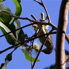 Myzomela sanguinolenta at Mount Coot-Tha, QLD - 19 Jun 2025 01:53 PM
