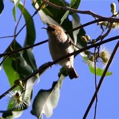 Myzomela sanguinolenta at Mount Coot-Tha, QLD - 19 Jun 2025 01:53 PM