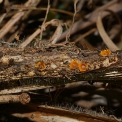 zz – ascomycetes - apothecial at Freshwater Creek, VIC - 12 Jun 2025 by WendyEM