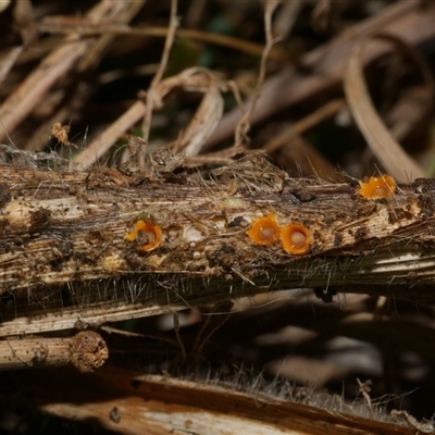 zz – ascomycetes - apothecial at Freshwater Creek, VIC - 12 Jun 2025 by WendyEM