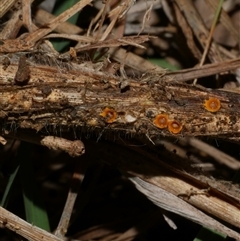 Sphaerobolus stellatus at suppressed - suppressed