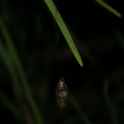 Apocrita (suborder) at Freshwater Creek, VIC - 12 Jun 2025 by WendyEM