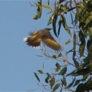 Phylidonyris novaehollandiae at Freshwater Creek, VIC - 13 Jun 2025 01:19 PM