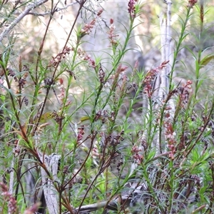 Dracophyllum secundum at Blue Mountains National Park, NSW - 19 Jun 2025 by DavidDedenczuk